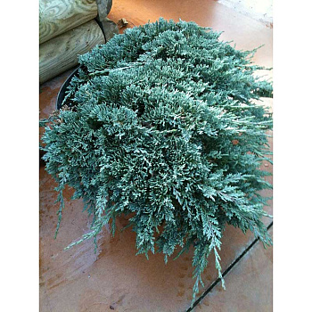 Можжевельник Горизонтальный Айси Блю P9 15-20