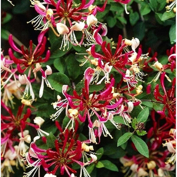 Жимолость Вьющаяся Серотина P9 30-40