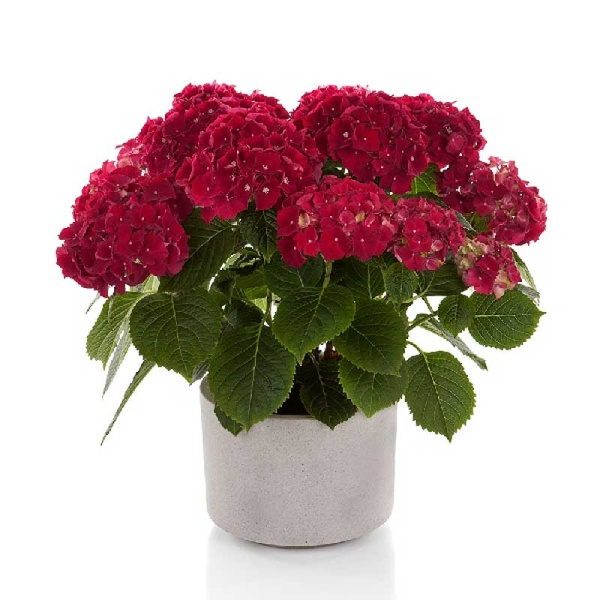 4714 Гортензия Крупнолистовая Хай Файр P12 ,шт