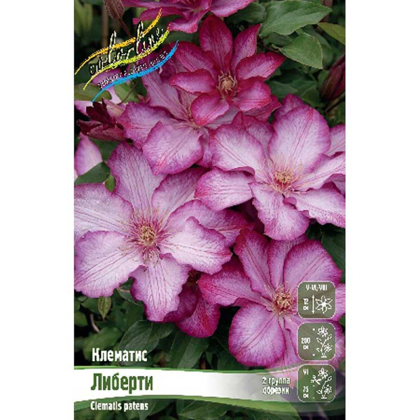 Клематис Либерти I 1 шт