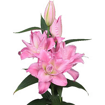 Лилия Бадесса 14/16 3 шт 