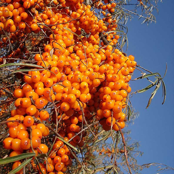 Облепиха Сударушка Садовита