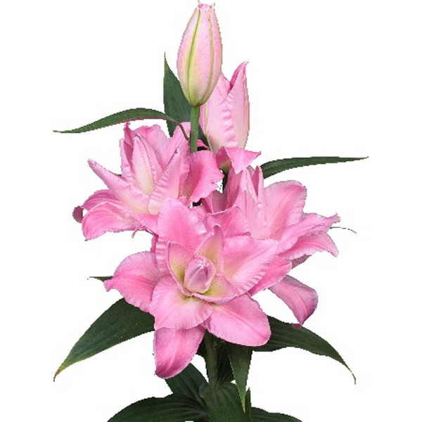 Лилия Бадесса 14/16 3 шт 