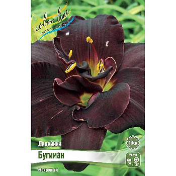 Лилейник Бугиман I 1 шт