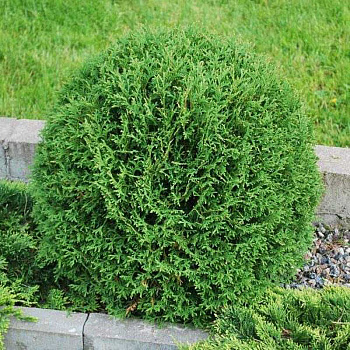 Туя Западная Вудварди P9