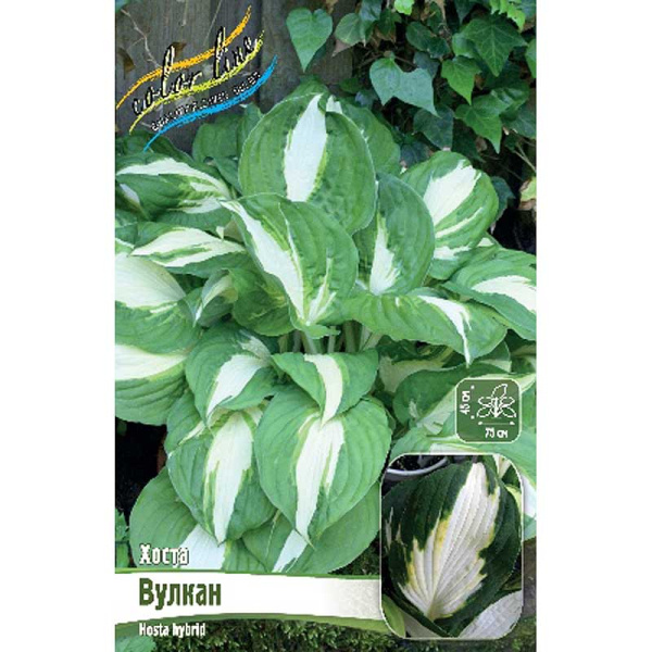 Хоста Вулкан 1 n 25 шт Биг-пак 7947