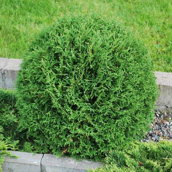 Туя Западная Вудварди P9