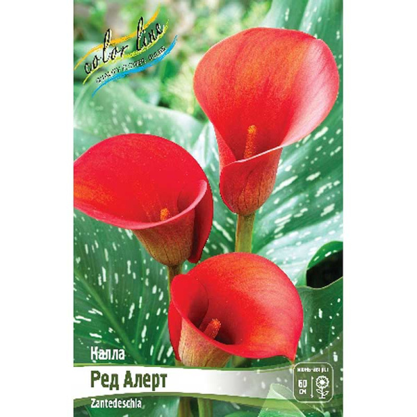 Калла Ред Алерт 12/14 30 шт Шоу-бокс 8729