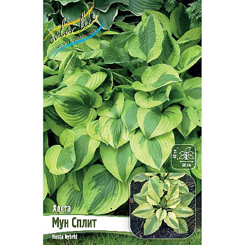 Хоста Мун Сплит 1 n 1 шт