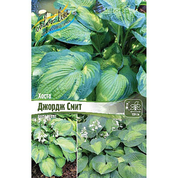 Хоста Джордж Смит 1 n 25 шт Биг-пак 13435