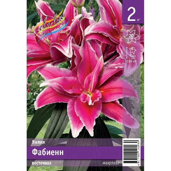 Лилия Фабиенн 12/14 2 Эконом шт 