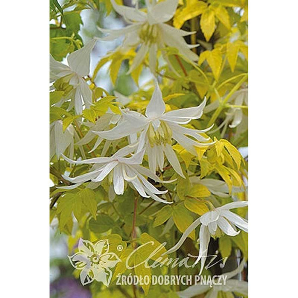 Клематис Люминоус Сноу P9 шт