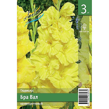 Гладиолус Бра Вал 10/12 3 Эконом шт 