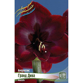 Амариллис Гранд Дива 22/24 8 шт Шоу-Бокс 9626