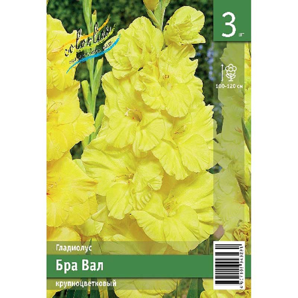 Гладиолус Бра Вал 10/12 3 Эконом шт 