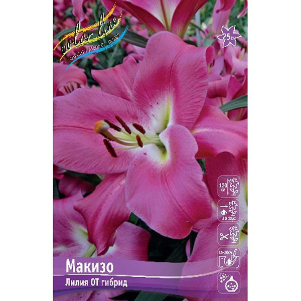 Лилия Макизо 12/14 25 шт Биг-Пак 10417