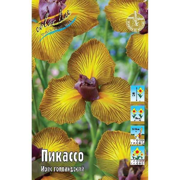 Ирис Голл. Пикассо 6/7 150 шт Шоу-Бокс 14995