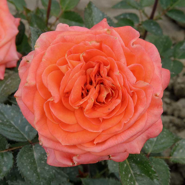 Роза шраб Эмильен Гийо Садовита