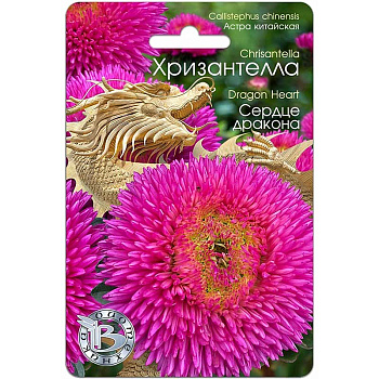 Астра Хризантелла Сердце дракона Биотехника Ц 