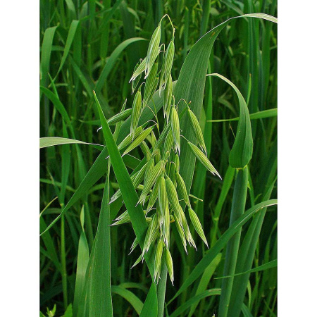 Овес посевной 20кг СВТ