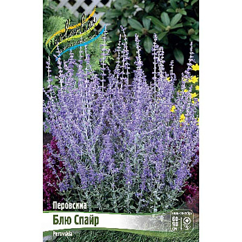 Перовскиа Блю Спайр I 1 шт