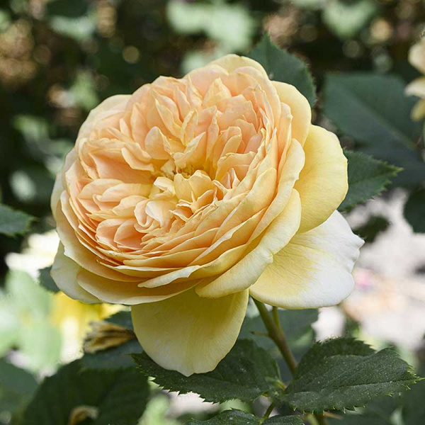 Роза шраб Голден Зест Садовита