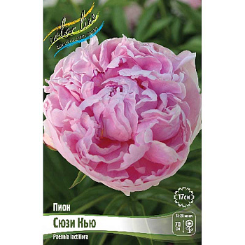 Пион Сюзи Кью 2/3 n 15 шт Биг-пак 13458