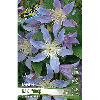 Клематис Блю Ривер I 25 шт Биг-пак 4025 