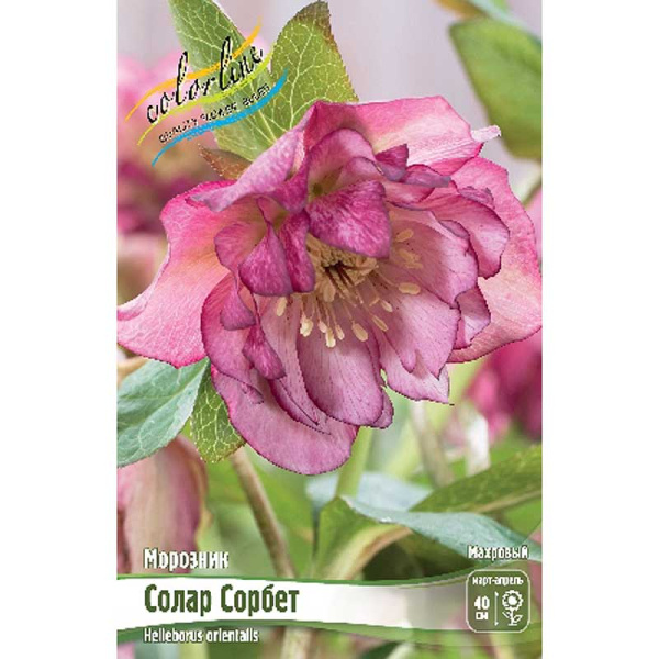 9285 Биг-Пак Морозник Солар Сорбет I 25 шт 