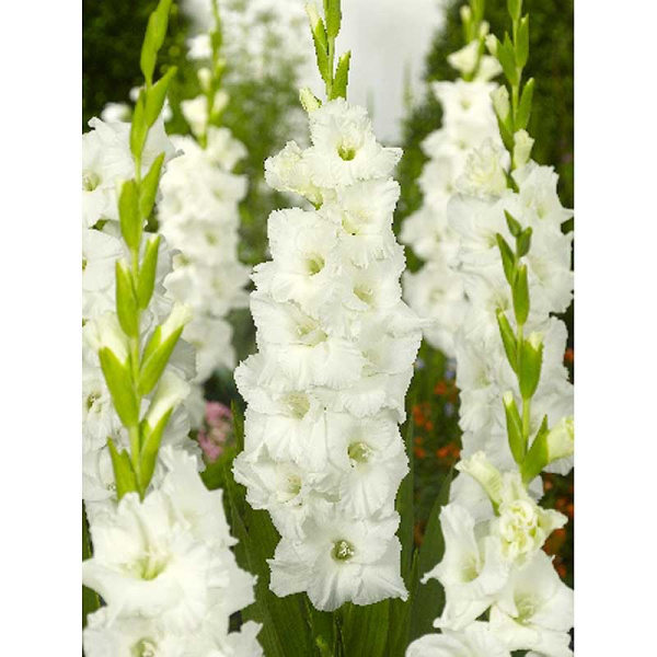 Гладиолус Эссенциал 10/12 8 шт 