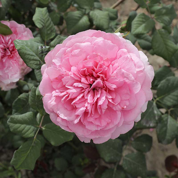 Роза шраб Элоди Госсюин Садовита