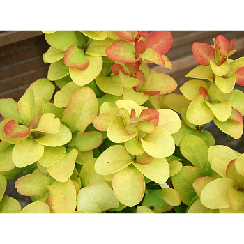 4212 Барбарис Тунберга Голден Гост C2 ,шт