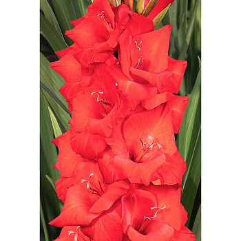 Гладиолус Картаго 10/12 10 шт Садовита