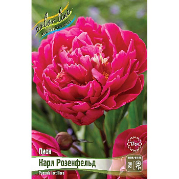 Пион Карл Розенфельд 2/3 n 25 шт Биг-пак 7997 