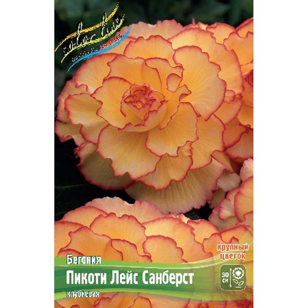 Бегония Пикоти Лейс Санберст 4/+ 2 шт 