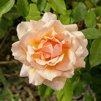 Роза флорибунда Гейша Садовита