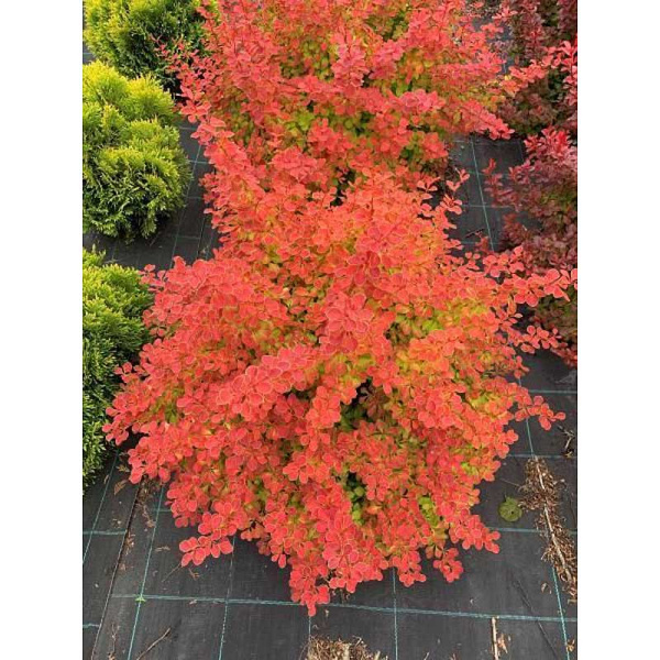 Барбарис Тунберга Десперадос P9 шт