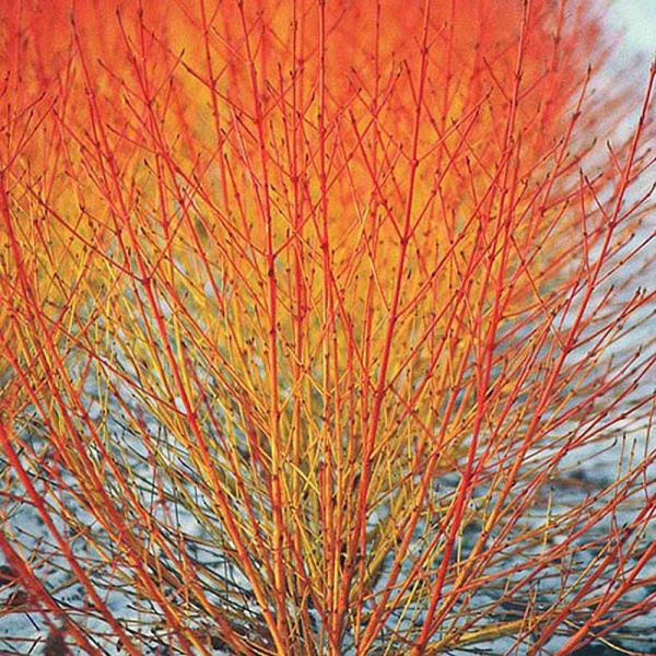 Дёрен красный Винтер Бьюти Р9 шт Садовита