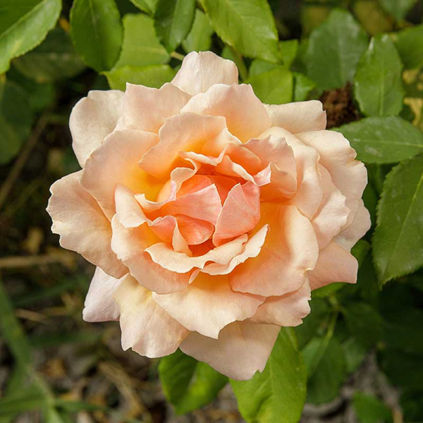 Роза флорибунда Гейша Садовита