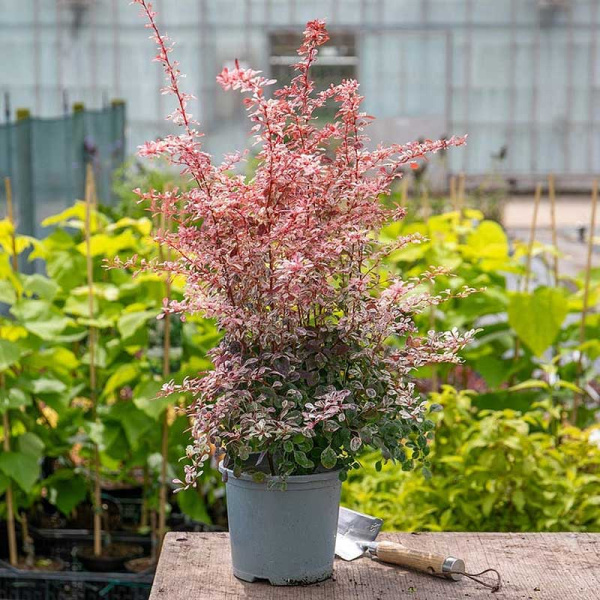 Барбарис Тунберга Пинк Бёрд P9 шт