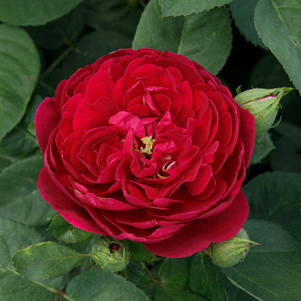 Роза шраб Бенджамин Бриттен (английская) Садовита