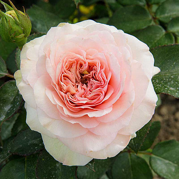 Роза флорибунда Пастелла Садовита