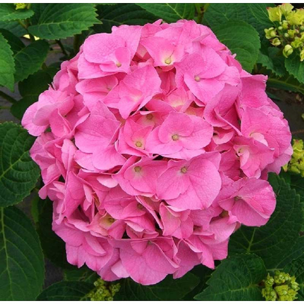 Гортензия Крупнолистовая Букет Роуз P12
