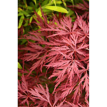 Клен Дланевидный Гарнет C2 шт