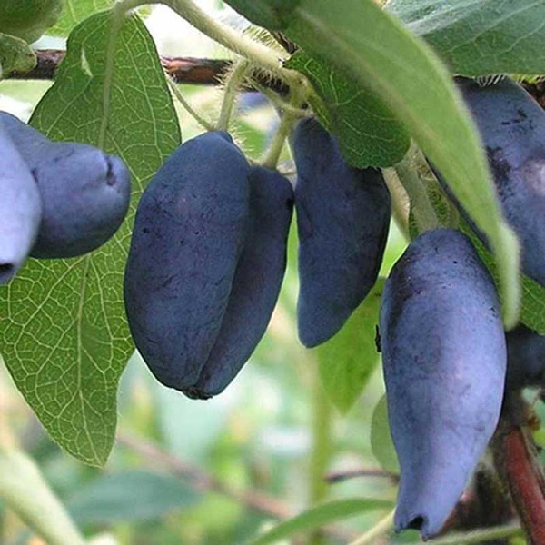 Жимолость Голубое веретено Садовита