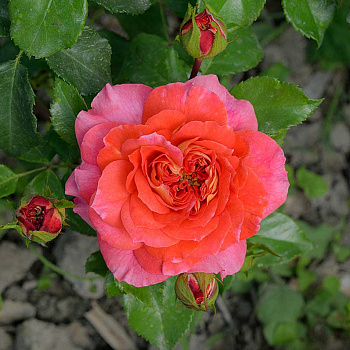 Роза шраб (английская) Кристофер Марлоу Садовита