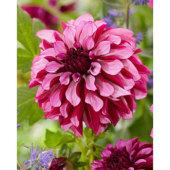 Георгина Крэнберри Классик I 1 шт 