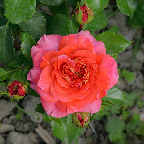 Роза шраб (английская) Кристофер Марлоу Садовита