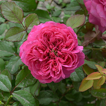 Роза Флорибунда Гектор Садовита