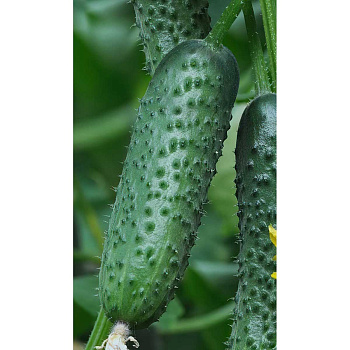 Огурец Вятич F1 5шт Yuksel Tohum/Садовита Ц